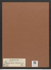 Plagiogramma robertianum Grev. (de-Toni-Nr.: Genus 83, Species 2901) Zeichnungen Sammlung Grunow Mappe 03076 (Herbarium_W_Grunow_drawings_Folder_03076)